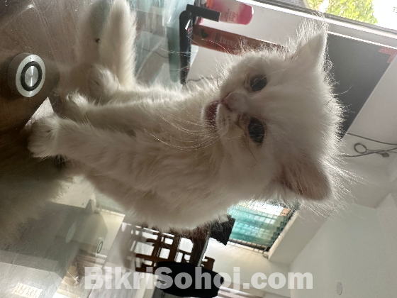 Persian kitten